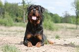 ROTTWEILER 242